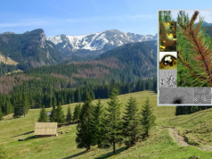 W Tatrach odkryto nieznany dotąd gatunek grzyba. Ma już swoją nazwę