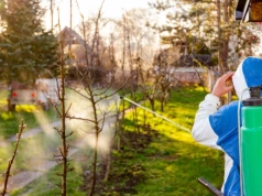 Ten produkt z apteki ratuje drzewa owocowe. Szkodniki znikają, a koszt to kilka złotych