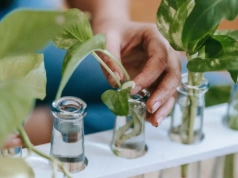 Zrób to z epipremnum w marcu. Roślina wypuści nowe pędy i zagęści się jak nigdy