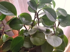 Polacy masowo kupują tę roślinę. Peperomia wypiera sansewierie z mieszkań