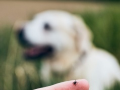 Które zwierzęta zjadają kleszcze? Zdziwisz się