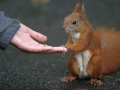 Jeśli ruda wiewiórka przejdzie przez twój ogród, oznacza to, że coś się stało w okolicy. O co chodzi?