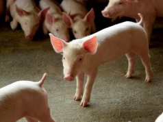 Ceny warchlaków konsekwentnie w górę. Po ile zwierzęta do tuczu?