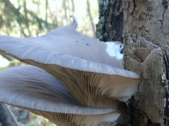 Ten grzyb pojawia się już w marcu. Smakuje lepiej niż prawdziwki