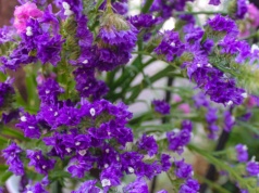 Ta letnia roślina już w marcu powinna trafić do donic. W ogrodzie zachwyci pięknymi kwiatami