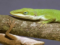 Pełny matriarchat. Z samicami nie ma dyskusji. Tak zdecydowała natura