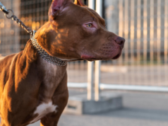 Zeszpecona twarz kobiety i poważne obrażenia ciała po ataku amstaffa. Prokuratura stawia zarzuty