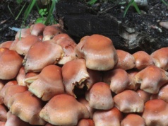 Lecznicze właściwości magicznych grzybów. Efekt utrzymuje się miesiącami