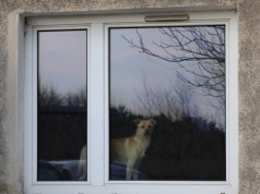 Chude psy było widać przez okno. Służby nie miały wątpliwości