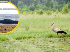 Wcześniej niż zwykle dotarły na "polski biegun zimna". To zwiastun wiosny