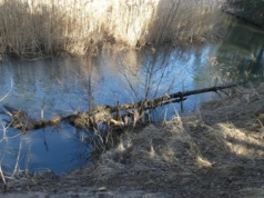 Biała Przemsza w Jaworznie, dziki odcinek rzeki i pierwsze oznaki przedwiośnia