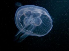 Tysiące zwierząt poleciały w kosmos. Wróciły dziesiątki tysięcy