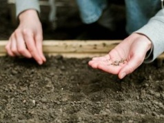 To już ostatni dzwonek. Latem zbierzesz obfite plony