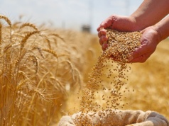 Polska szuka nowych rynków dla zboża. Które kraje są na celowniku?