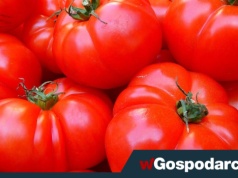 Szalony apetyt na pomidory i szalone ceny