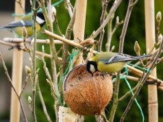 Dialekty, romanse i kłótnie. Poznaj sekrety ptasiego śpiewu