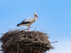 Bociany wróciły do Polski wcześniej niż zwykle. Dla nas to wyraźny sygnał