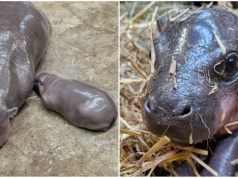 Słodka niespodzianka w gdańskim zoo. Na świat przyszła hipopotamka