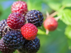 Dlaczego czarna malina to prawdziwy skarb? Żelazo i antyoksydanty w jednym