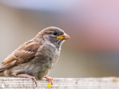 Wróble znikają z polskiego krajobrazu. Eksperci: takie będą skutki