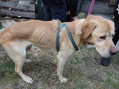 Skrajne zaniedbanie! Bezradne i wychudzone psy uratowane przed śmiercią