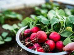 Nowalijki zawsze myję w tym. Usuwa zanieczyszczenia i nawozy