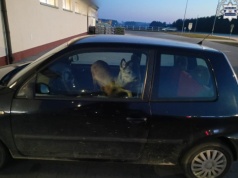 Policjanci zdziwieni. Sarna na… przednim fotelu pasażera