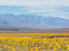 Ewenement w Dolinie Śmierci. Tego zjawiska nie widziano od dekady