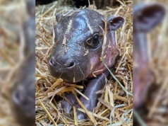 Radosne chwile w gdańskim ZOO! Narodził się rzadki ssak