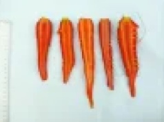 O badaniach genomu marchwi słów kilka