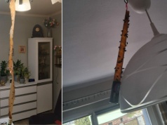 Plaga much w Piekarach Śląskich. Mieszkańcy mają dość, miasto wzywa Sanepid