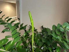 Kup w aptece, rozpuść w wodzie i podlej zamiokulkasa. Zacznie wypuszczać nowe liście