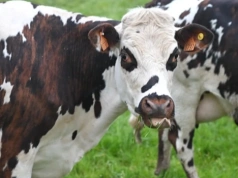 Unia nie tylko nie rezygnuje z „ambitnych celów klimatycznych” ale je zaostrza