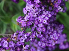 Jedna roślina sprawia, że ogród pachnie jak arabskie perfumy. Połączenie nut kwiatowych i miodowych