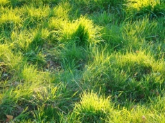 Zrób to z trawnikiem do końca marca. Mech zniknie, a trawa odzyska soczystą zieleń