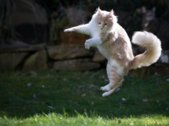 Dlaczego koty spadają na cztery łapy? Ciało skręca się jak sprężyna