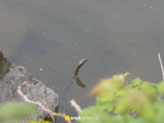 Nowy gatunek węża zadomawia się w Polsce. Potrafi nurkować na 17 metrów