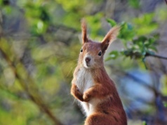 Wiewiórki bywają bardziej agresywne w parkach miejskich niż w lasach