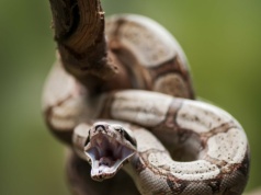 Wąż wessał się w twarz chłopca. Stan chce zaostrzyć prawo