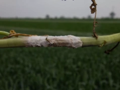 Pleśń śniegowa, pałecznica i zgnilizna. Sprawdź oziminy