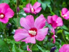 Zrób to z hibiskusem w marcu. Latem będzie uginał się od kwiatów