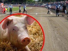 Żużel. To dopiero był bieg! Pojechali o… żywego prosiaka!