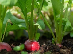 Czy działkowcy stracą dostęp do środków ochrony roślin? Inspekcja wyjaśnia