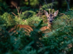 Uwaga na dzikie zwierzęta na drogach. Policja apeluje o ostrożność