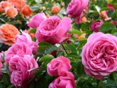 Nie przegap ważnego zabiegu. Róże będą uginać się od kwiatów