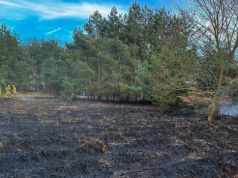 Duży pożar lasu w Gminie Strzałkowo