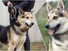 Do serca przytul psa. Lego czeka na nowy dom