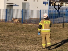 W jedną stronę było łatwo, z powrotem już nie dała rady. Na pomoc sarnie ruszyli strażacy