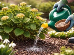 Hortensje kochają ten jeden składnik. Wiosną daj im go dużo!