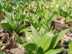 Znów rośnie niedźwiedzi czosnek. Roślina która nie tylko smakuje, ale i wzmacnia organizm